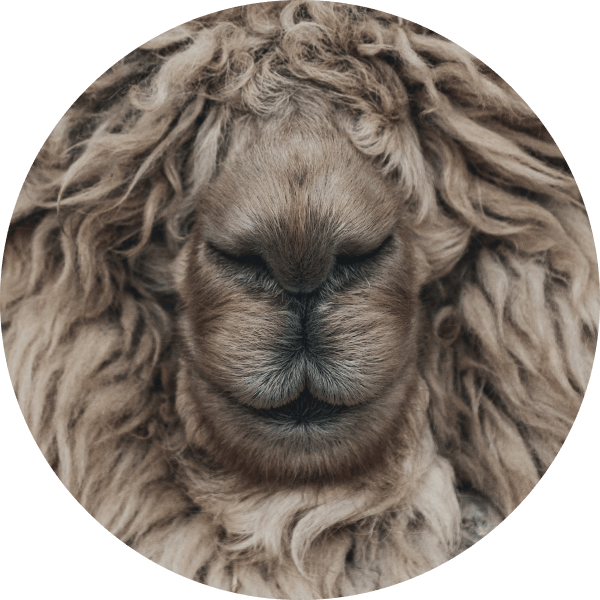 A round image of a sheep